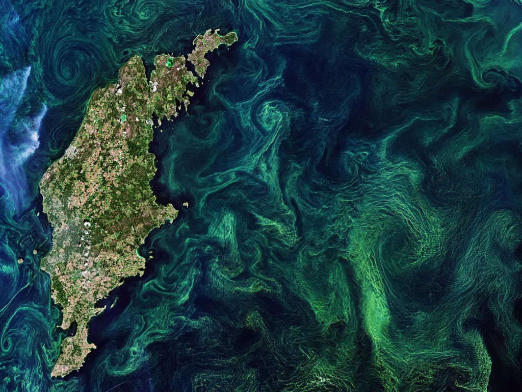 Satellitenbild Algenblüte in der Ostsee