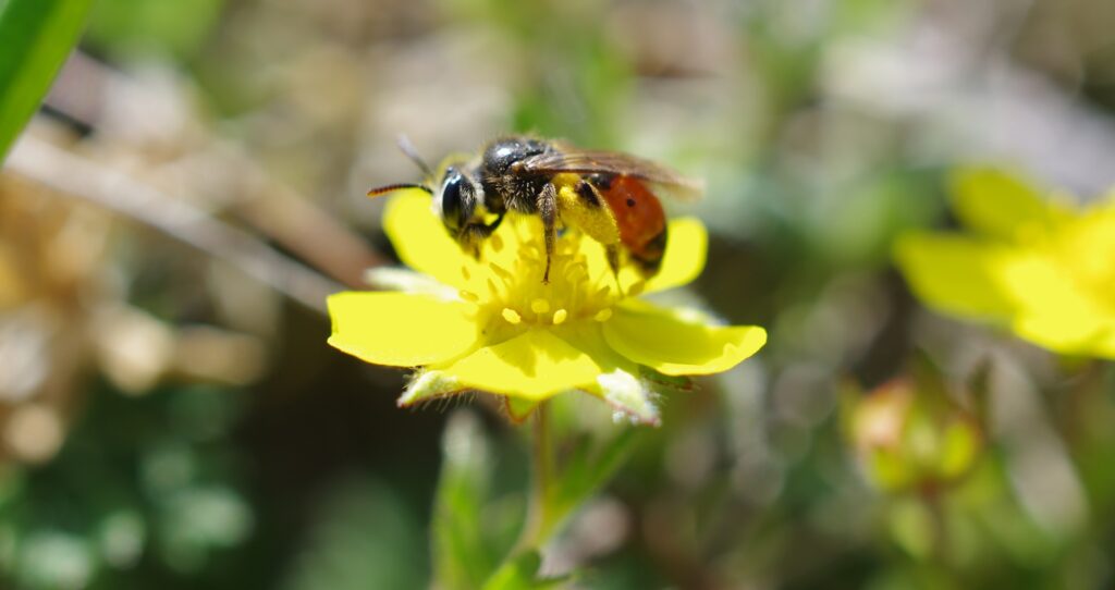 Foto Rote Fingerkraut Sandbiene
